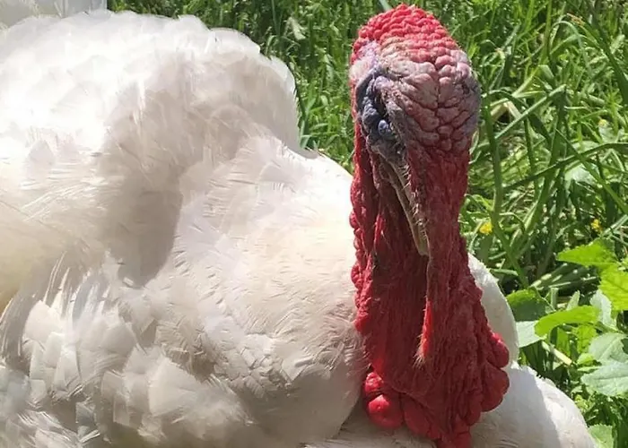 Naturspiel Διαμέρισμα Posing